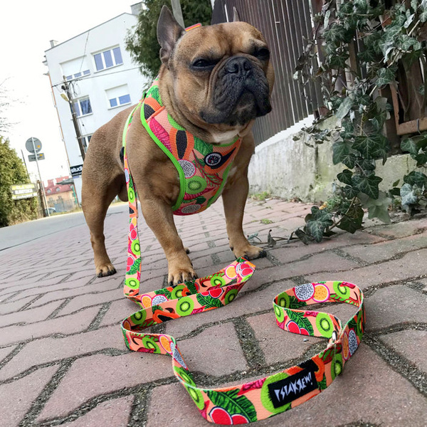 Dog Harness Tutti Frutti, Always Feeling Cool, Super Soft Psiakrew, fruity pattern
