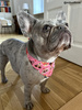 Dog Bandana Look in LovePsiakrew handkerchief style to tie around your pet’s neck