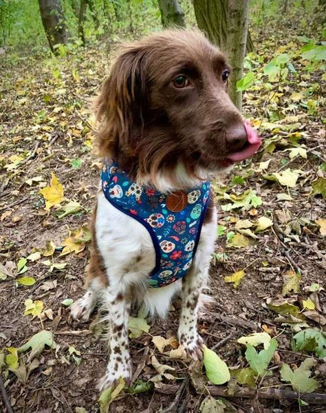Dog Harness Día de los Muertos, Always Feeling Cool, Super Soft Psiakrew