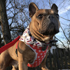 Premium Dog Bandana Snowman handkerchief style to tie around your pet’s neck gray