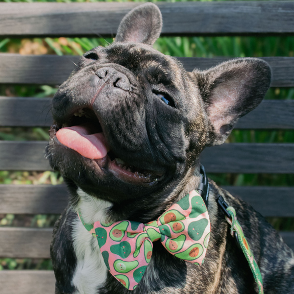 Psiakrew Dog Bow Tie Guacamole Time, elegant classic bow