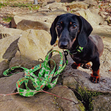 Dog Leash Green Frogs width 2.5 cm, 1" wide, snap hook black 6cm