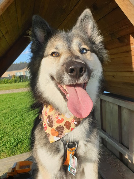 Premium Dog Bandana Hedgehog Dreamer handkerchief style to tie around your pet’s neck
