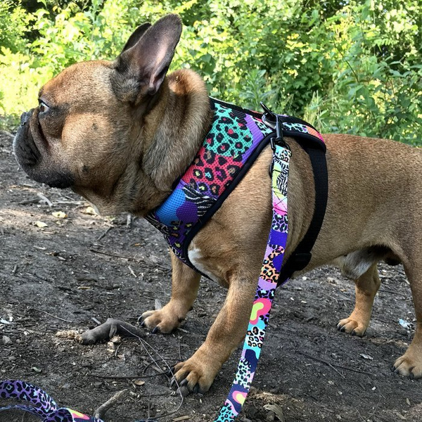 Dog Harness Crazy Leopard, Always Feeling Cool, Super Soft Psiakrew