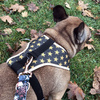 Dog Harness Gold Stars Always Feeling Cool, Super Soft Psiakrew 