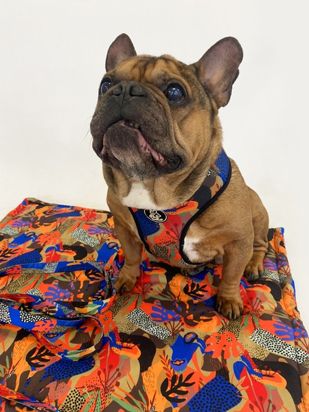 Hundedecke Buntes Dickicht Psiakrew - matt, Minky Fleece Plaid