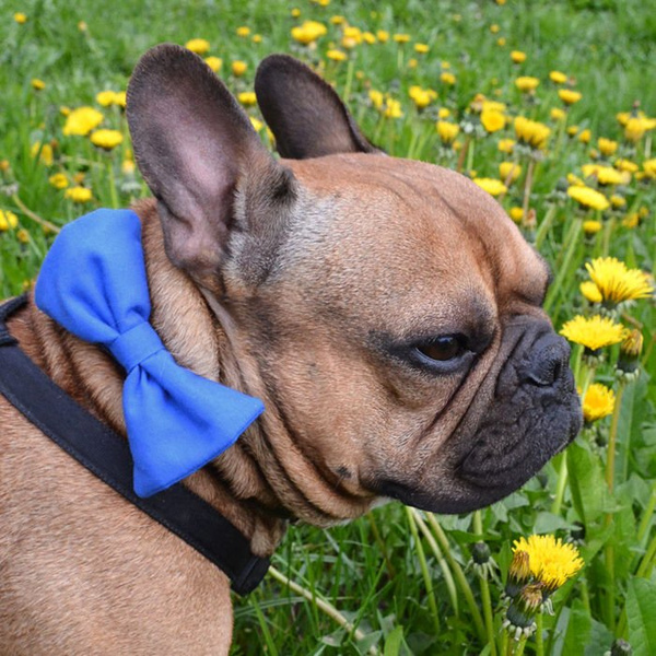 Dog Bow Tie Chaber, Pet Bow Tie, Bowtie, Collar Attachment