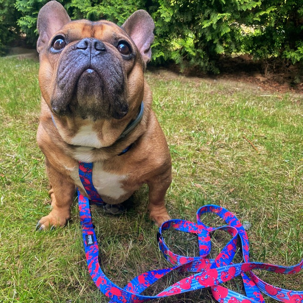 Hundeleine Sea Look Breite 2,5 cm, 1" breit, großer schwarzer Karabinerhaken 8 cm