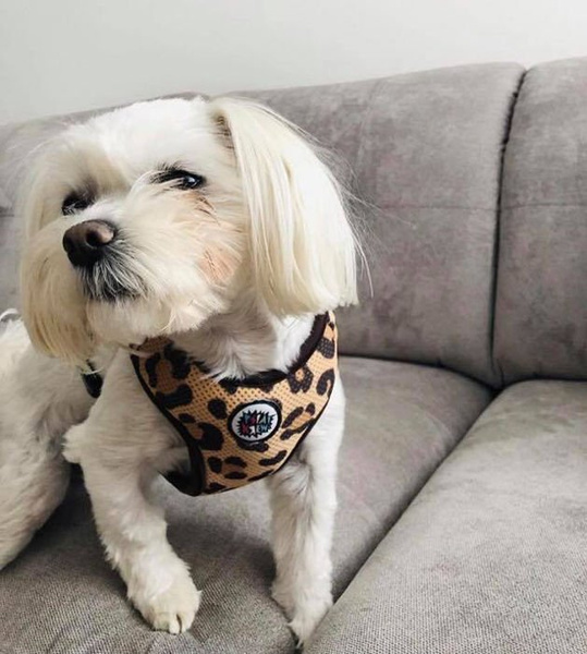 Dog Harness, Tarzan panthera pattern, Always Feeling Cool, Super Soft Psiakrew