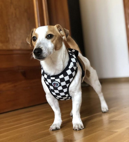Dog Harness, Always Feeling Cool, Super Soft Psiakrew Checker