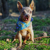 Dog Bandana Peacock's Eye Psiakrew handkerchief style to tie around your pet’s neck