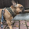 Dog Harness Gold Stars Always Feeling Cool, Super Soft Psiakrew