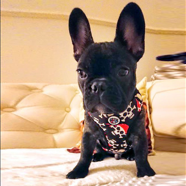 Dog Harness, Always Feeling Cool, Super Soft Psiakrew Pirates