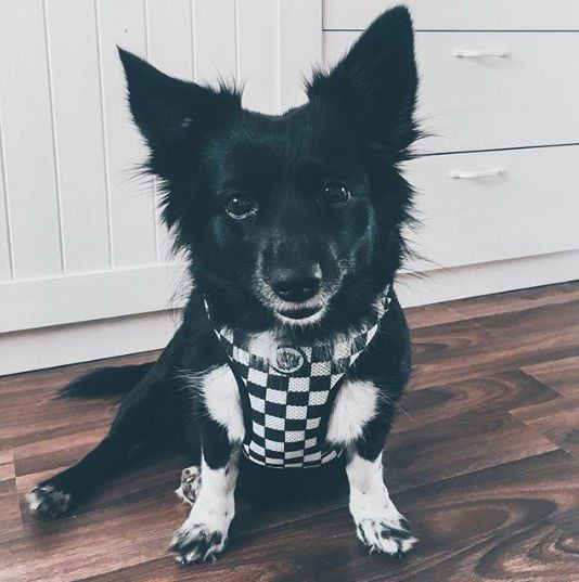 Dog Harness, Always Feeling Cool, Super Soft Psiakrew Checker