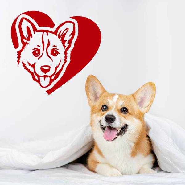 Naklejka na ścianę, auto Pies Corgi Love Psiakrew