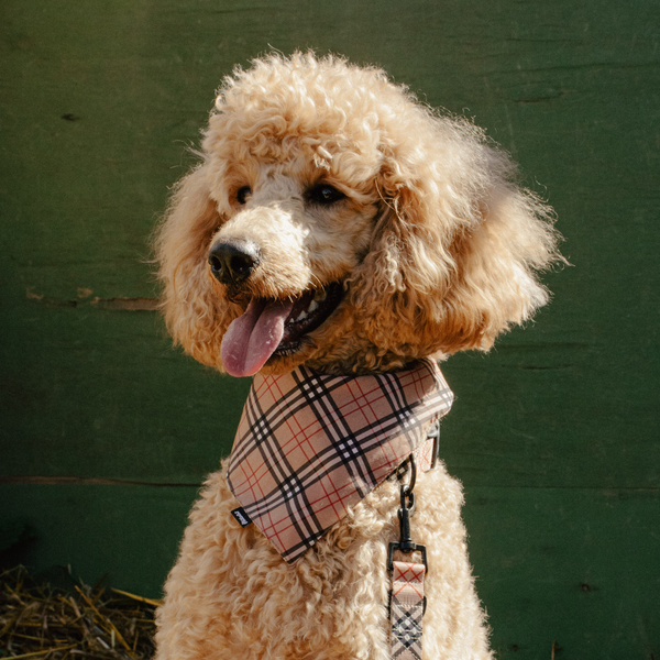 Premium Dog Bandana Dogberry, cotton handkerchief style to tie around your pet’s neck