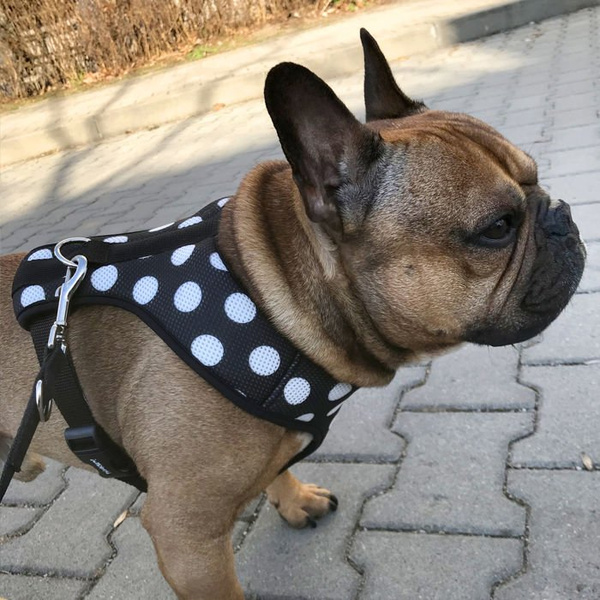 Dog Harness, Always Feeling Cool, Super Soft Psiakrew Spots