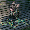 ACCESSORY KIT. Big dog. Guacamole Time Psiakrew Series; Collar, Harness, Leash, Bow tie