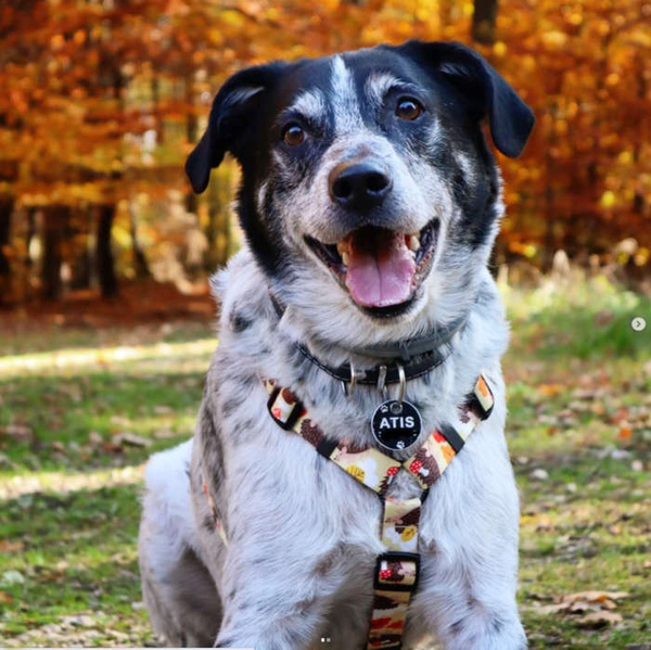 Hundegeschirr - Träumer Igel - Wachgeschirr, für mittlere und große Hunde, schwarze Beschläge