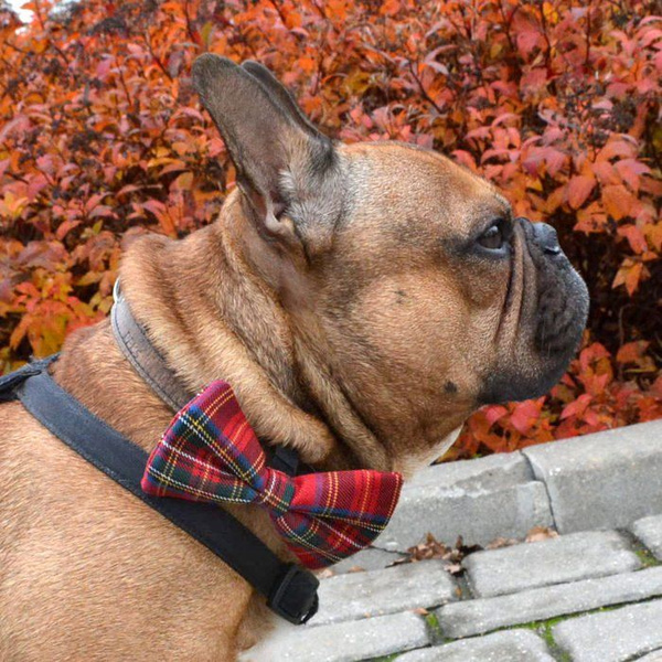 Fliege für Hund, Katze- Tartan