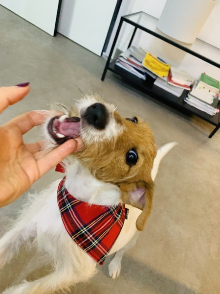 Dog Bandana Tartan handkerchief style to tie around your pet’s neck