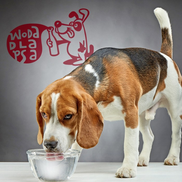 WATER FOR THE DOG decorative and information wall decal Psiakrew