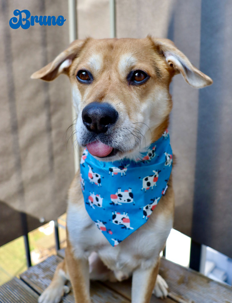 Double-sided bandana for Dog Spotted Cow, scarf with a tunnel for the collar Psiakrew