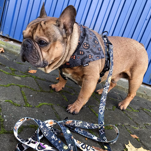 Dog Leash Zodiak width 2.5 cm, 1" wide, snap hook black 6cm