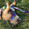 Dog Harness Crazy Leopard, Always Feeling Cool, Super Soft Psiakrew
