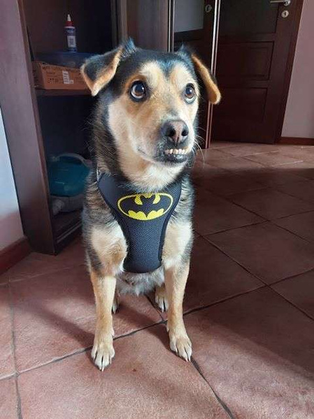 Szelki dla Psa Bat Dog bezuciskowe Wygodne Ultramiękkie Psiakrew czarne okucia