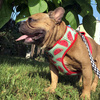 Dog Harness, Always Feeling Cool, Super Soft Psiakrew Watermelon