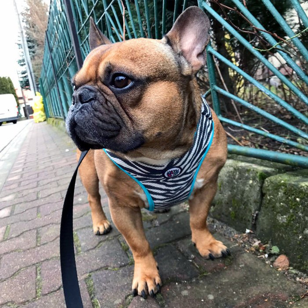 Dog Harness Zebra, Animal print, Always Feeling Cool, Super Soft Psiakrew