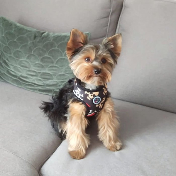 Dog Harness, Always Feeling Cool, Super Soft Psiakrew Pirates