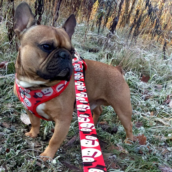 Christmas Gift for Dog, Harness, Always Feeling Cool, Super Soft Psiakrew Snowman