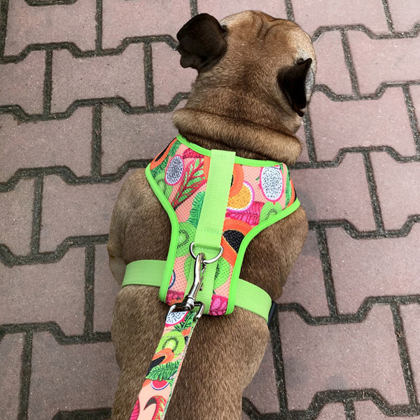 Dog Harness Tutti Frutti, Always Feeling Cool, Super Soft Psiakrew, fruity pattern