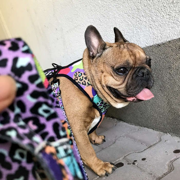 Dog Harness Crazy Leopard, Always Feeling Cool, Super Soft Psiakrew