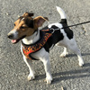 Dog Harness, Always Feeling Cool, Super Soft Psiakrew Dog On Fire 