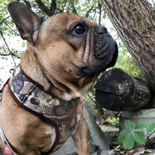 Dog Harness Forest Treasures, Always Feeling Cool, Super Soft Psiakrew