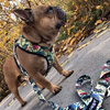Dog Harness Jurassic Bark, Always Feeling Cool, Super Soft Psiakrew 