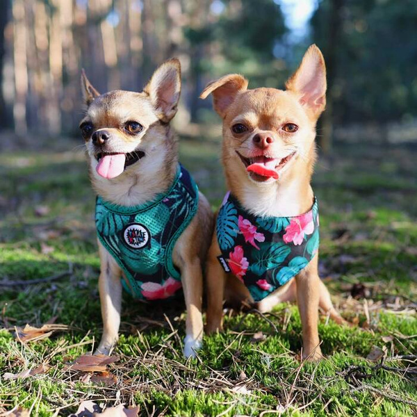 Dog Harness, Always Feeling Cool, Super Soft Psiakrew Tropical Monstera