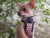 Dog Harness Dotty Dots, Always Feeling Cool, Super Soft Psiakrew