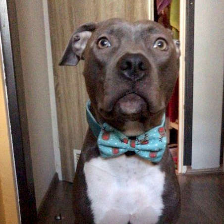 Świąteczna Muszka dla Psa Kota Pupila ozdoba przypinana do obroży Renifer Rudolf