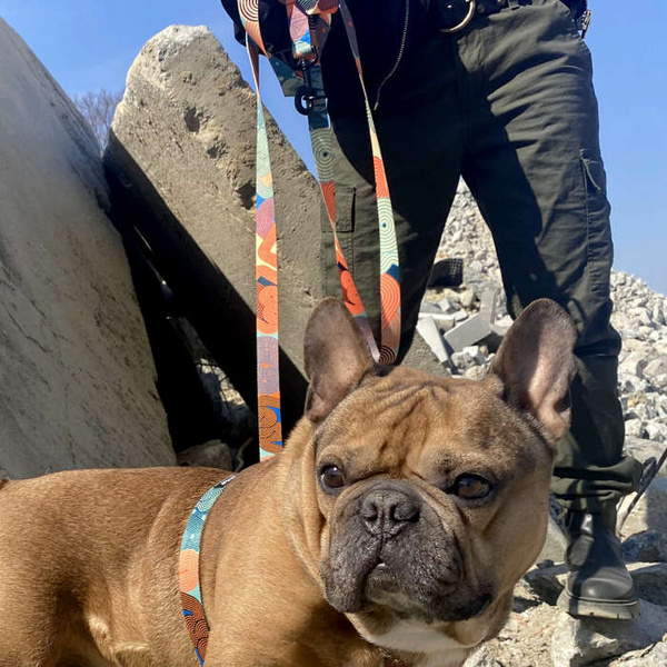 Długa smycz dla psa przepinana Geo Snake Psiakrew, taśma 2,5 cm, karabińczyk 8 cm czarny