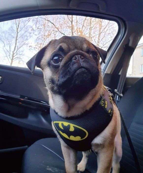 Dog Harness Bat Dog, Always Feeling Cool, Super Soft Psiakrew black extras