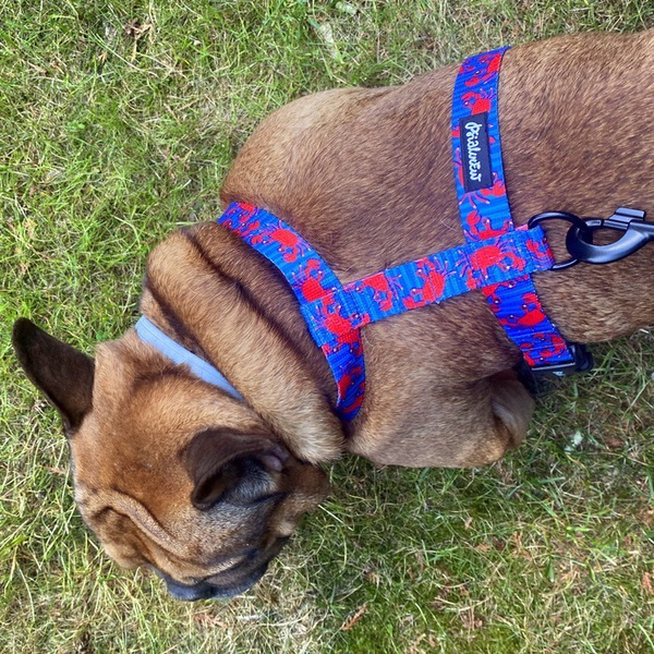 Harness for Dog, Model Sea Look Guard Harness, black extras