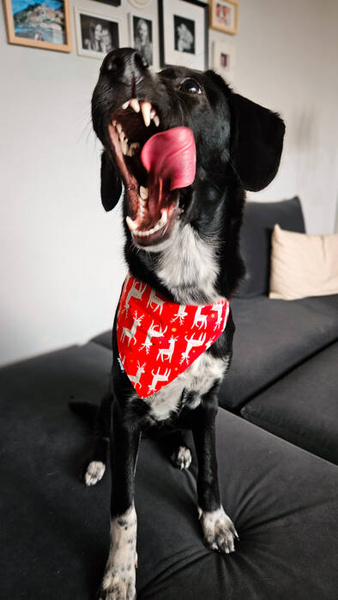 Premium Dog Bandana Rudolphs handkerchief style to tie around your pet’s neck