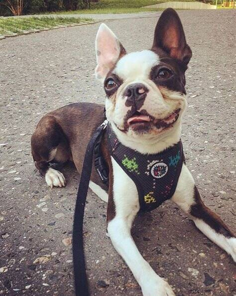 Dog Harness Invaders Psiakrew, Always Feeling Cool, Super Soft