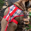 Dog Harness Dogberry, Always Feeling Cool, Super Soft Psiakrew