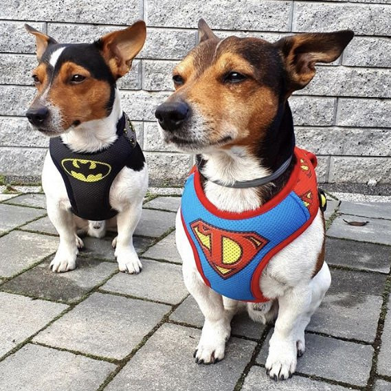 Dog Harness Super Dog, colorful print, Always Feeling Cool, Super Soft Psiakrew