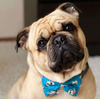 Dog Bow Tie Cat Pet- Spotted Cow, Psiakrew